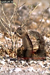 Preview of: 
squirrel5.jpg 
246 x 365 compressed image 
(97,513 bytes)