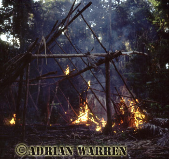 AW_Waorani79, Waorani Indians, Hut burning before moving on, rio Cononaco, Ecuador, 1983