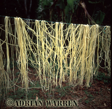 AW_Waorani1071, After being boiled, chambira fibres dry in preparation for spinning into twine