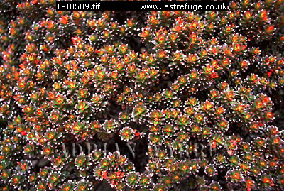 plants16.jpg 
400 x 269 compressed image 
(182,466 bytes)