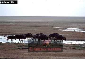 wildebeest11.jpg 
360 x 250 compressed image 
(65,786 bytes)