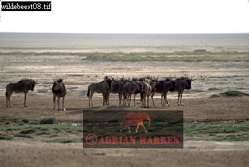 wildebeest12.jpg 
360 x 242 compressed image 
(67,196 bytes)