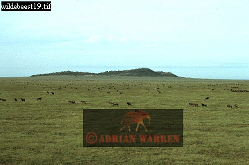 wildebeest13.jpg 
360 x 239 compressed image 
(69,582 bytes)
