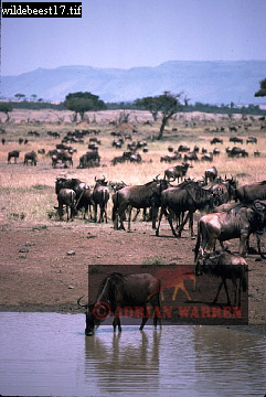 wildebeest16.jpg 
241 x 360 compressed image 
(84,224 bytes)