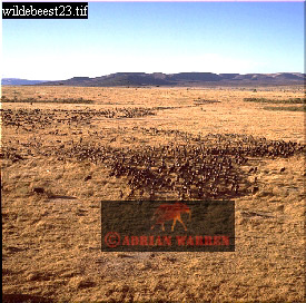wildebeest17.jpg 
275 x 272 compressed image 
(87,789 bytes)