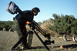 John Waters filming Magellanic Penguin