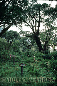 Gorilla Graveyard/ Dian Fossey's Grave, Karisoke research centre, Virunga Volcanoes, Rwanda