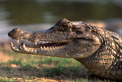 Spectacled Cayman (Caiman crocodilus), Llanos, Venezuela