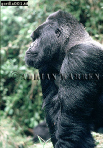 Mountain Gorilla Image Gallery