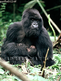 Mountain Gorillas (Gorilla g. beringei) : mother with baby in her arms