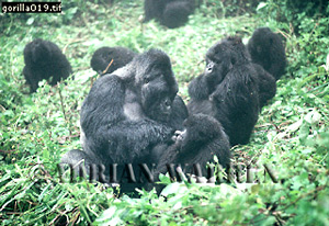 Mountain Gorillas (Gorilla g. beringei), group  resting with mother playing with baby in foreground