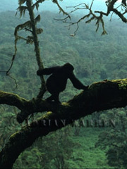 Mountain Gorilla (Gorilla g. beringei) juvenile on tree