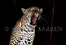 Jaguar (Panthera onca), Leopard (Panthera pardus), Ocelot (Felis pardalis) and Puma (Felis concolor)