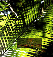 Tropical rainforest, Surinam