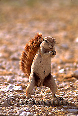 Cape ground Squirrel (Xerus inauris), Etosha National Park, Namibia