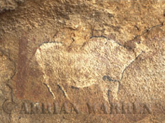 Rock Painting of BUFFALO, Zululand, South Africa
