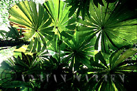Ferns, Palms, Cycads