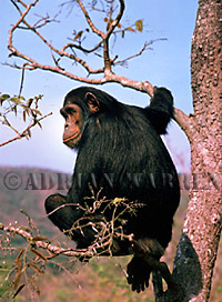 Chimpanzee (Pan troglodytes), Gombe, Tanzania