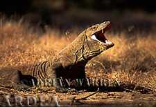 Komodo Dragon (Varanus komodoensis), Komodo Island, Indonesia 