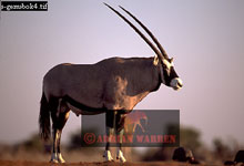 Gemsbok (Oryx gazella), Etosha National Park, Namibia