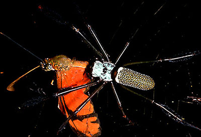 Nephila Spider eating Butterfly; Parque Nacional Morrocoy, Venezuela