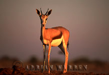 Springbok (Antidorcas marsupialis), Etosha National Park, Namibia 