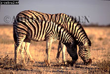Zebra (Equus burchelli)