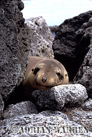 FUR SEAL (Arctocephalus galapagoensis), James Island, Galapagos