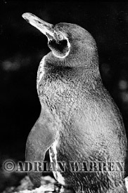 Galapagos Penguin (Spheniscus mendiculus), Pointa Espinosa, Fernandina, Galapagos, Ecuador