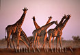 Giraffe, Giraffa camelopardalis, Etosha National Park, Namibia