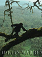 Gorilla g. beringei, Rwanda