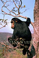 Chimpanzee, Pan troglodytes, Gombe, Tanzania