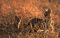 Serval, Felis Serval, Ngorongoro Crater, Tanzania