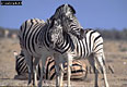 Burchell's Zebra, Equus burchelli, Etosha National Park, Namibia