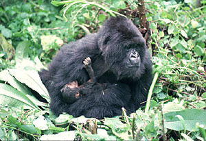 Mountain Gorilla (Gorilla g. beringei), mother with baby in arms, Virunga Volcanoes, Rwanda
