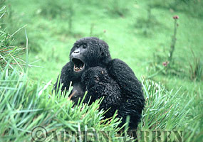 Mountain Gorilla (Gorilla g. beringei), Mother with baby in rains, Virunga Volcanoes, Rwanda