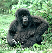 Mountain Gorilla (Gorilla g. beringei), Juvenile, Virunga Volcanoes, Rwanda