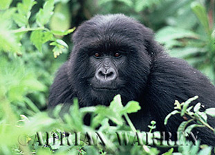 Mountain Gorilla (Gorilla g. beringei), Virunga Volcanoes, Rwanda 