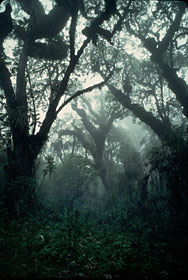 Hagenia forest, mountain gorilla habitat