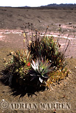 Plant community, summit of Roraima