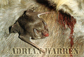 Desmodus Vampire Bat feeding on donkey, Desmodus rotundus, Trinidad