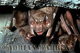 Vampire Bat roosting, Desmodus rotundus, Trinidad