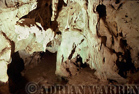 The cave of Vampire Bat, Desmodus rotundus, Trinidad