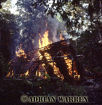 Hut burning before moving on, 1983