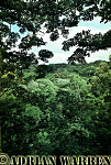FOREST, Monteverde, Costa Rica 