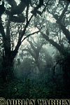 HAGENIA FOREST, Mountain Gorilla Habitat, Rwanda