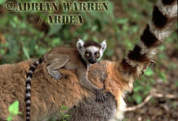 Ring-tailed Lemur (Lemur catta) baby on mother's back