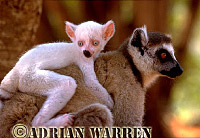 All white baby male "Sapphire" with mum, ring-tailed lemurs (Lemur catta)