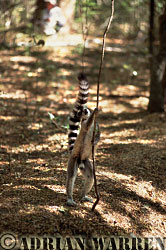 Ring-tailed Lemur (Lemur catta), male scent marking