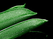 yew-leaf-tips1